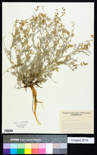 Astragalus spaldingii image