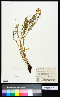 Astragalus laxmannii var. robustior image