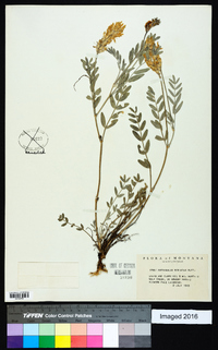 Astragalus laxmannii var. robustior image