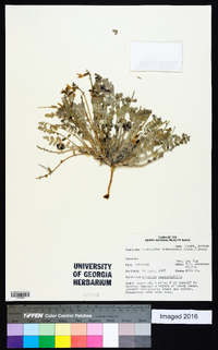 Astragalus tidestromii image