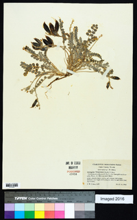 Astragalus tidestromii image