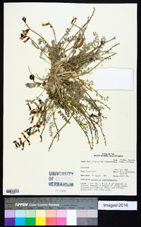 Astragalus tidestromii image