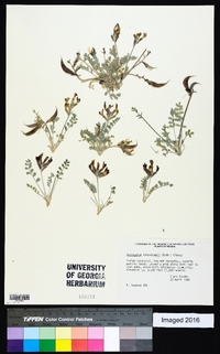 Astragalus tidestromii image
