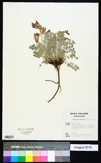 Astragalus utahensis image