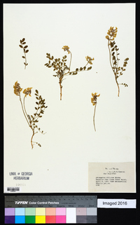 Astragalus villosus image