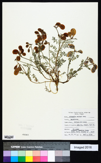 Astragalus whitneyi image