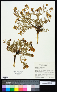 Astragalus whitneyi var. confusus image