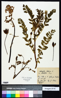 Astragalus baeticus image