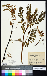 Astragalus baeticus image