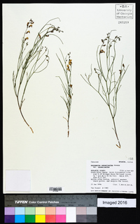 Astragalus convallarius image