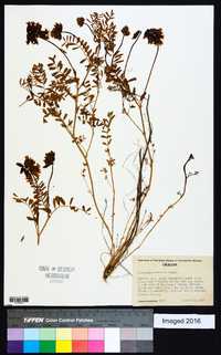 Astragalus collinus image