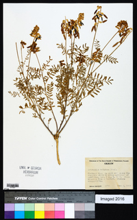 Astragalus collinus image