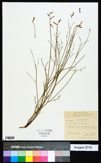 Astragalus coltonii image