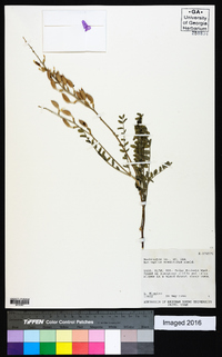 Astragalus eremiticus image