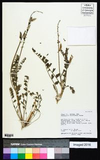 Astragalus ensiformis image