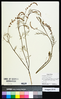 Astragalus gracilis image