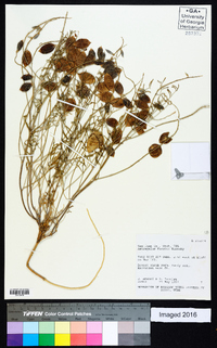 Astragalus fucatus image