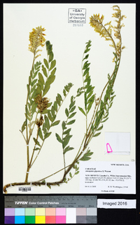 Astragalus giganteus image