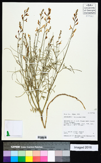 Astragalus episcopus var. lancearius image
