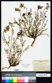 Astragalus collinus image