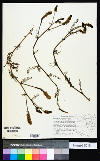 Astragalus micranthus image