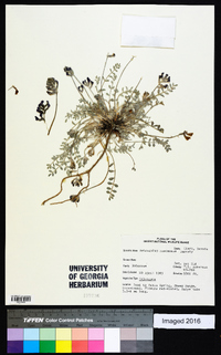 Astragalus amphioxys var. musimonum image