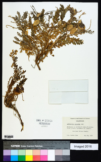 Astragalus macrodon image