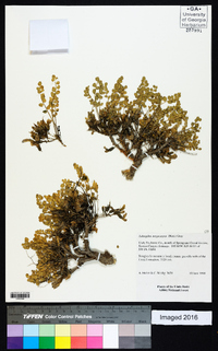 Astragalus megacarpus image