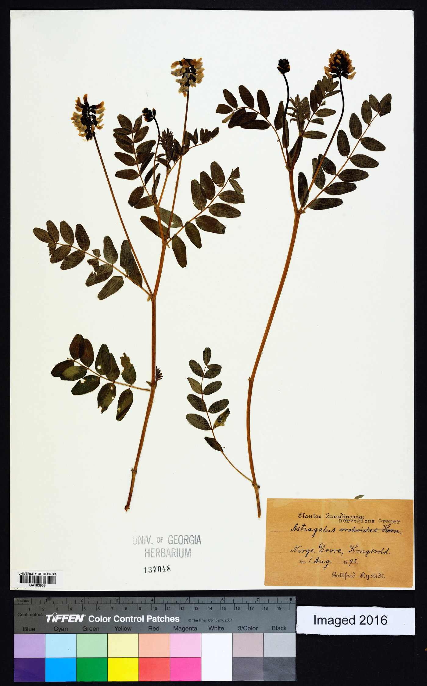 Astragalus norvegicus image