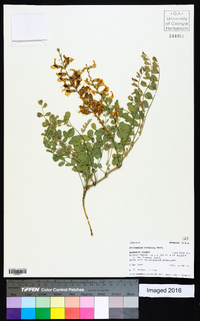 Astragalus oreganus image