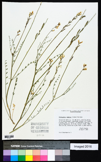 Astragalus remotus image