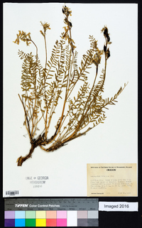 Astragalus reventus image