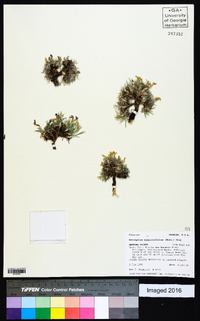 Astragalus simplicifolius image
