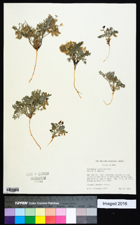 Astragalus sabulonum image