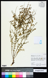 Astragalus straturensis image