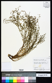 Astragalus straturensis image