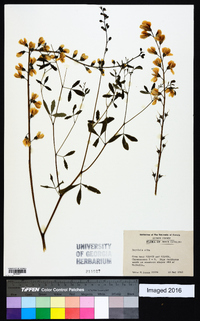 Baptisia alba image