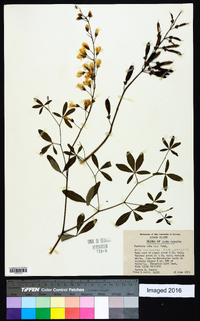 Baptisia alba image