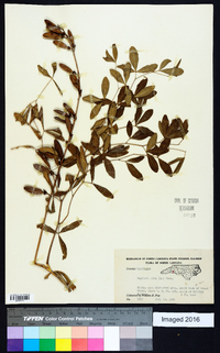 Baptisia alba image