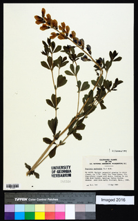 Baptisia australis image