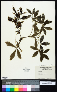 Baptisia bracteata image