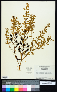 Baptisia hirsuta image