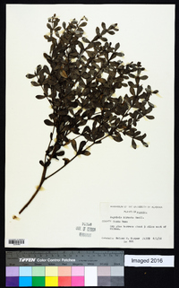 Baptisia hirsuta image