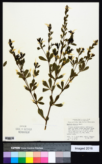 Baptisia hirsuta image