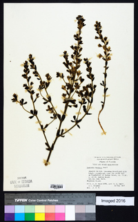 Baptisia hirsuta image