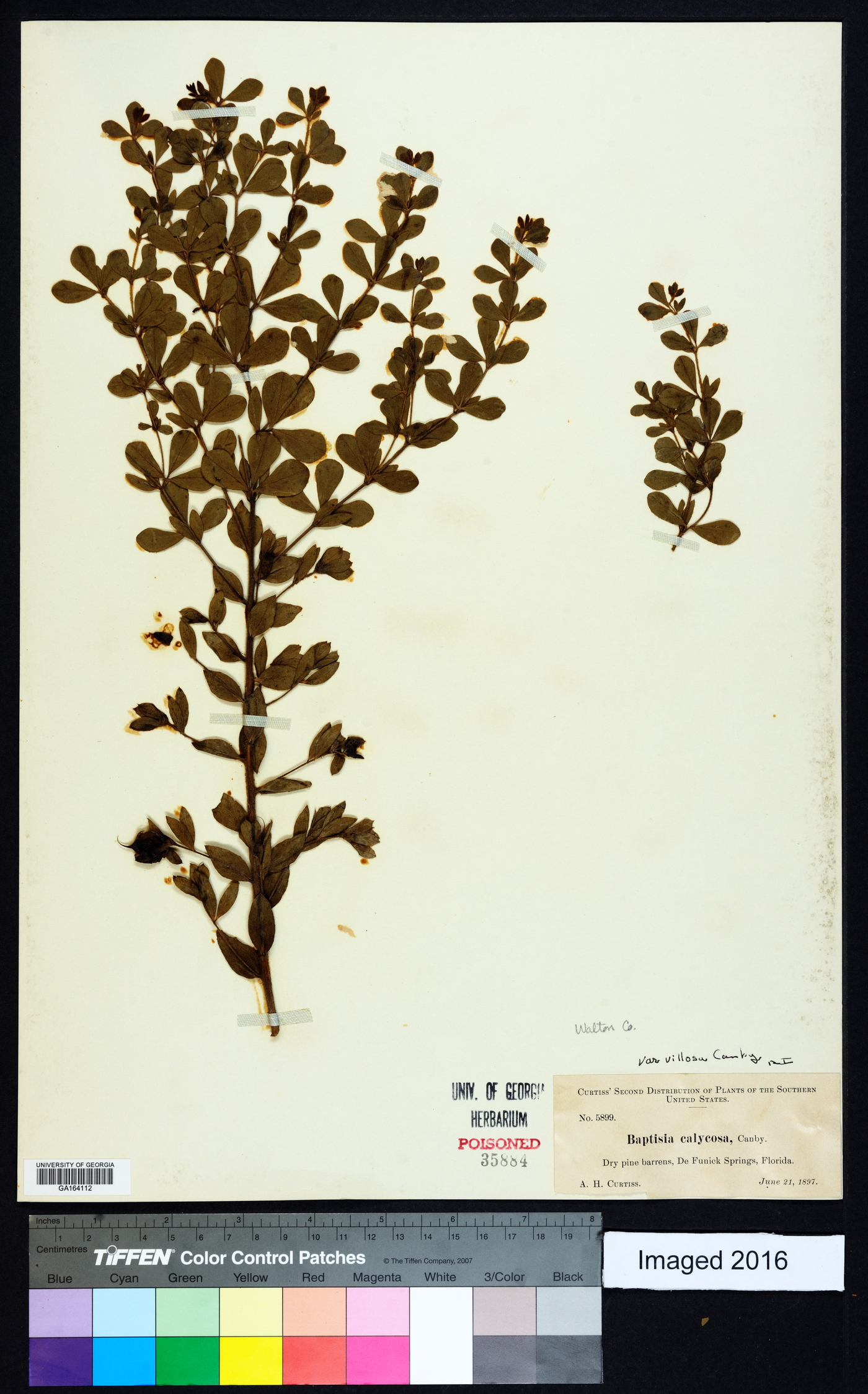 Baptisia calycosa image