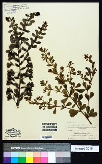 Baptisia hirsuta image