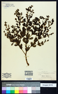 Baptisia hirsuta image