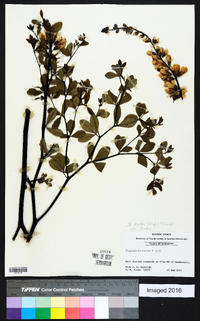 Baptisia alba image