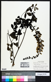 Baptisia alba var. macrophylla image